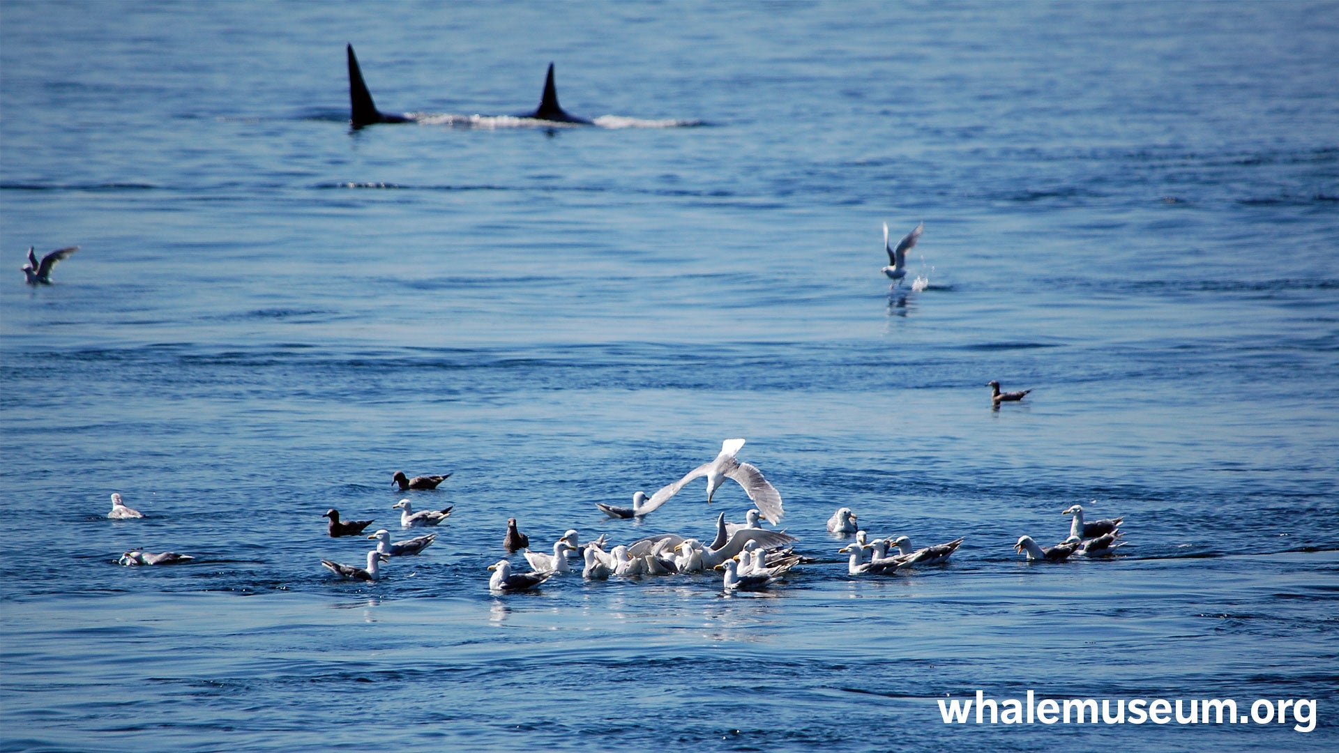 Bait Ball Background