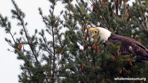 Bald Eagle Background