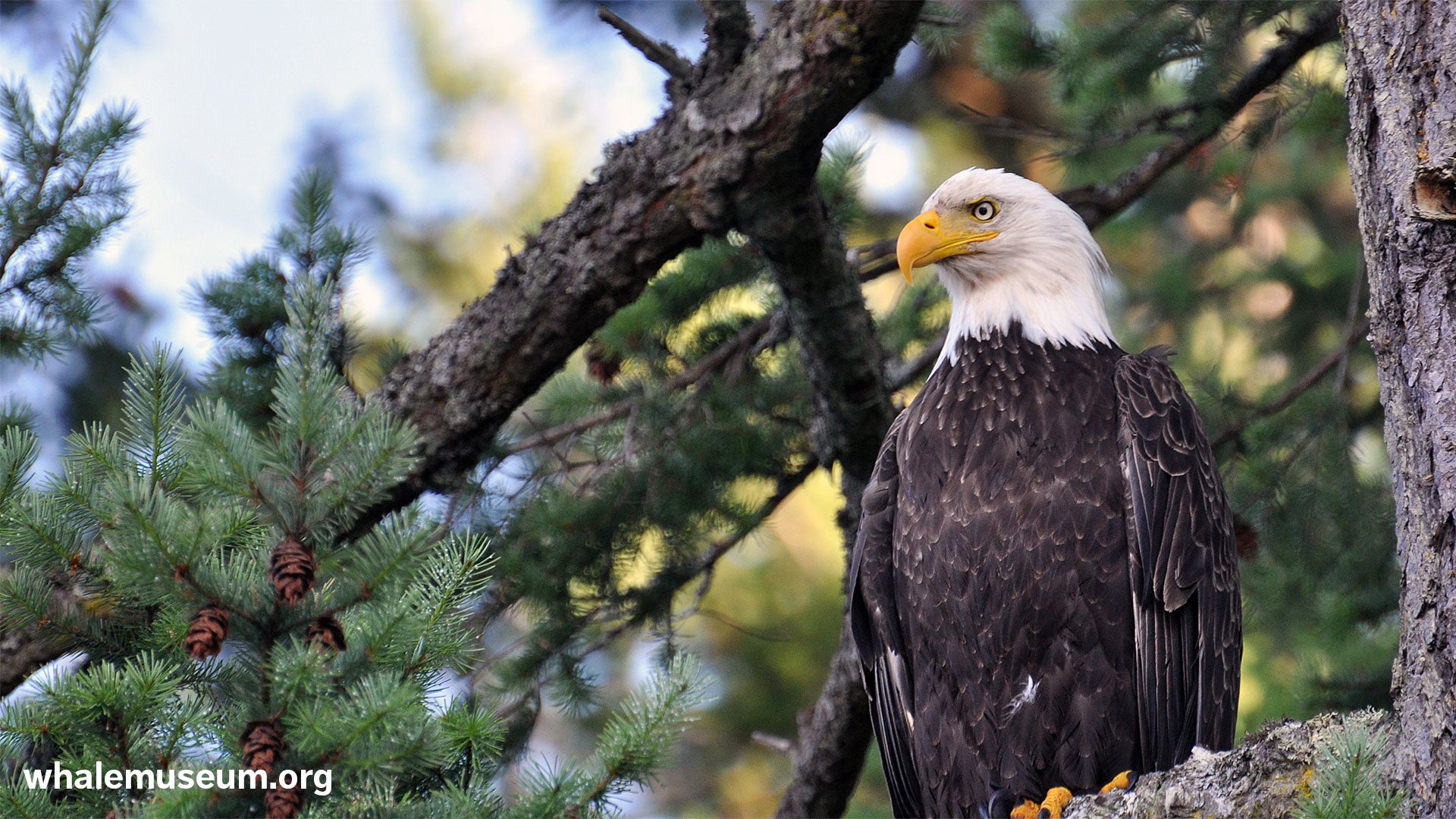 Bald Eagle Background