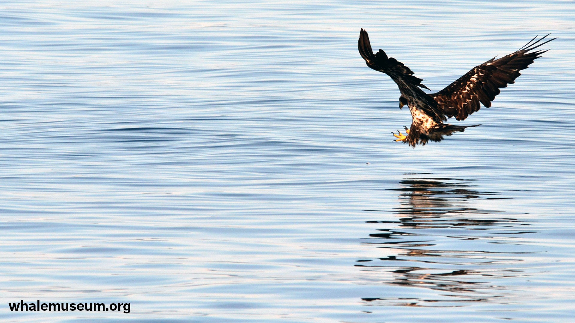 Bald Eagle Background