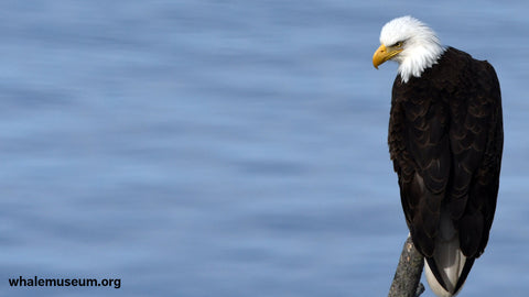 Bald Eagle Background