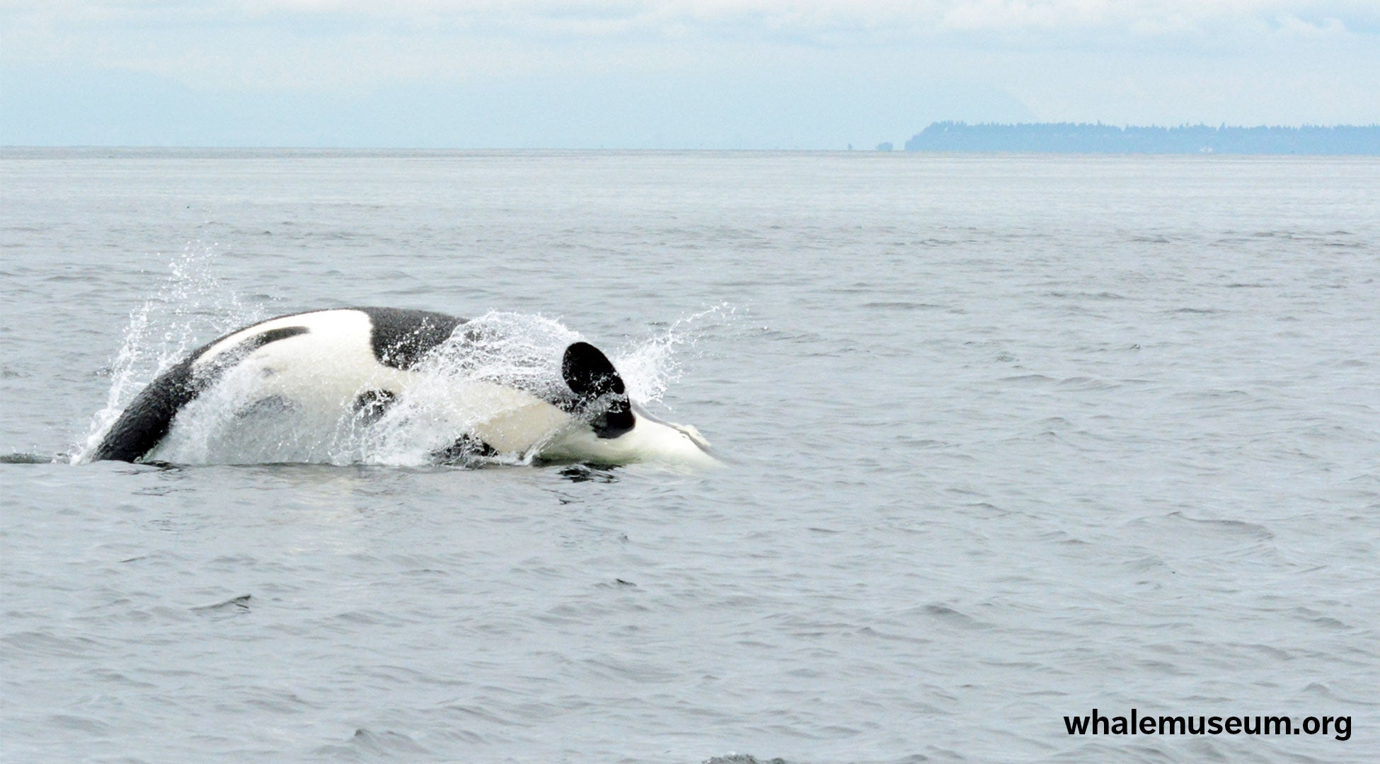 Belly Flop Background