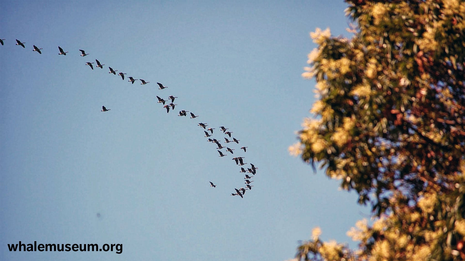 Canada Geese Background