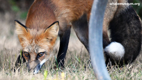 Fox Background
