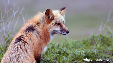Fox Background