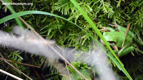 Frog Background