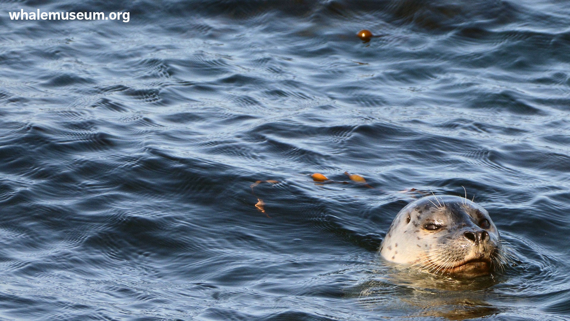 Harbor Seal Background