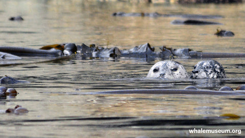 Harbor Seals in Kelp Background