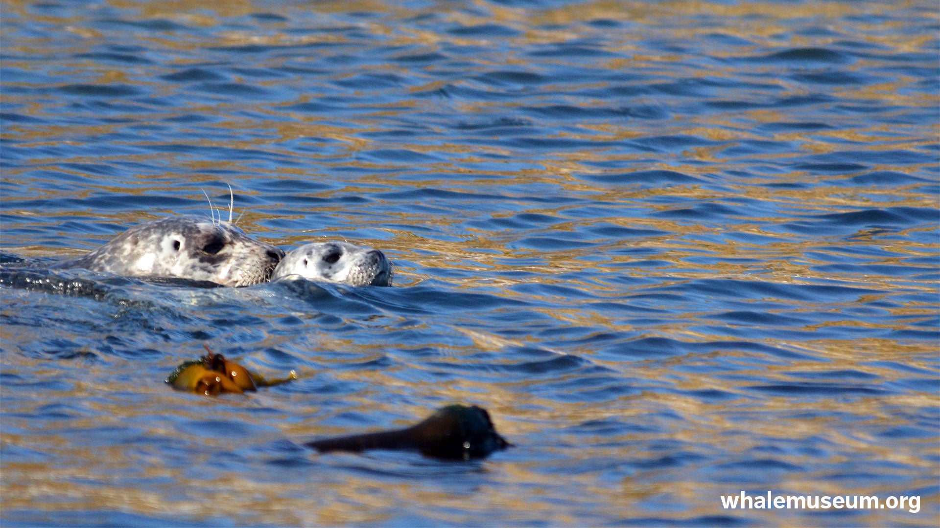 Harbor Seal with Pup Background