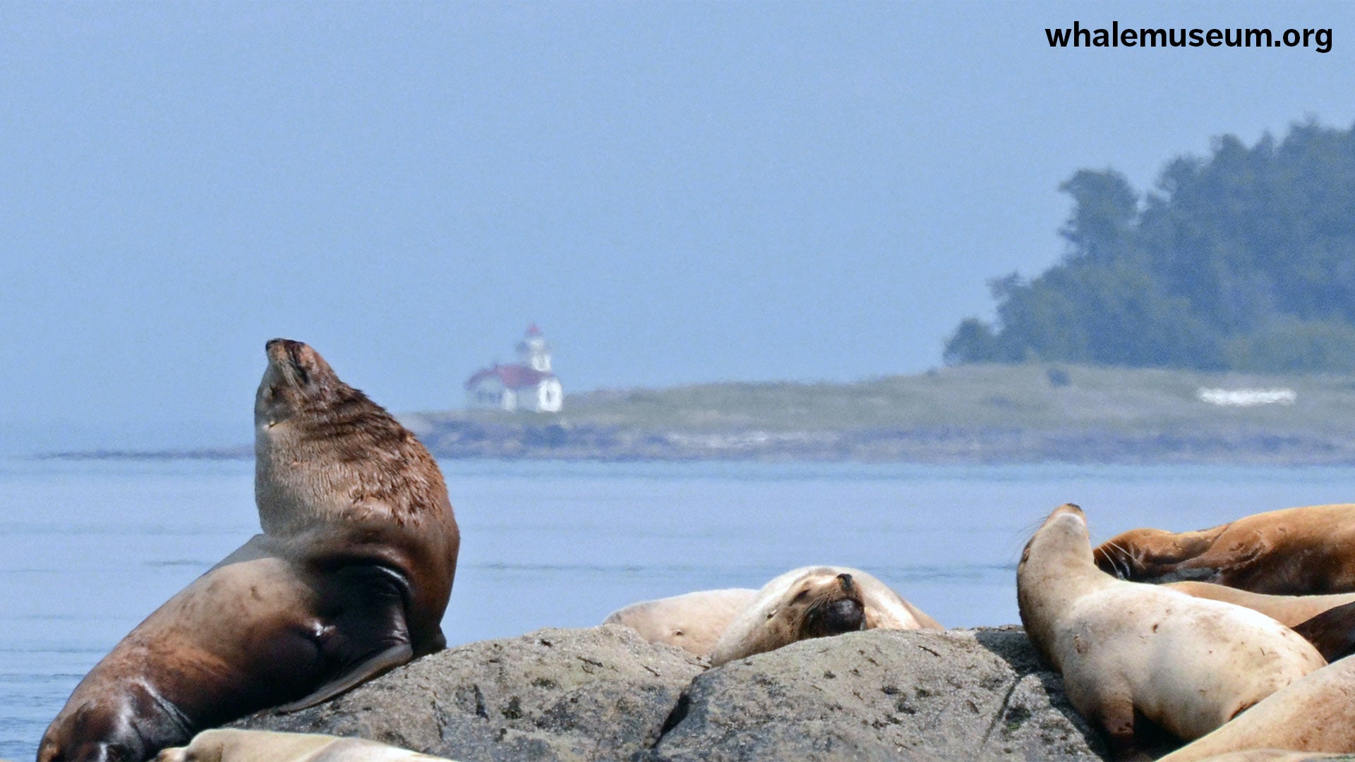 Harbor Seals Background