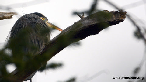 Heron Background