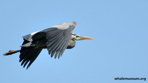 Heron Background