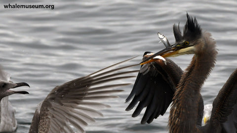 Heron Background