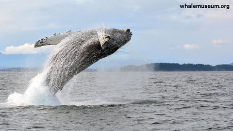 Humpback Breach Background