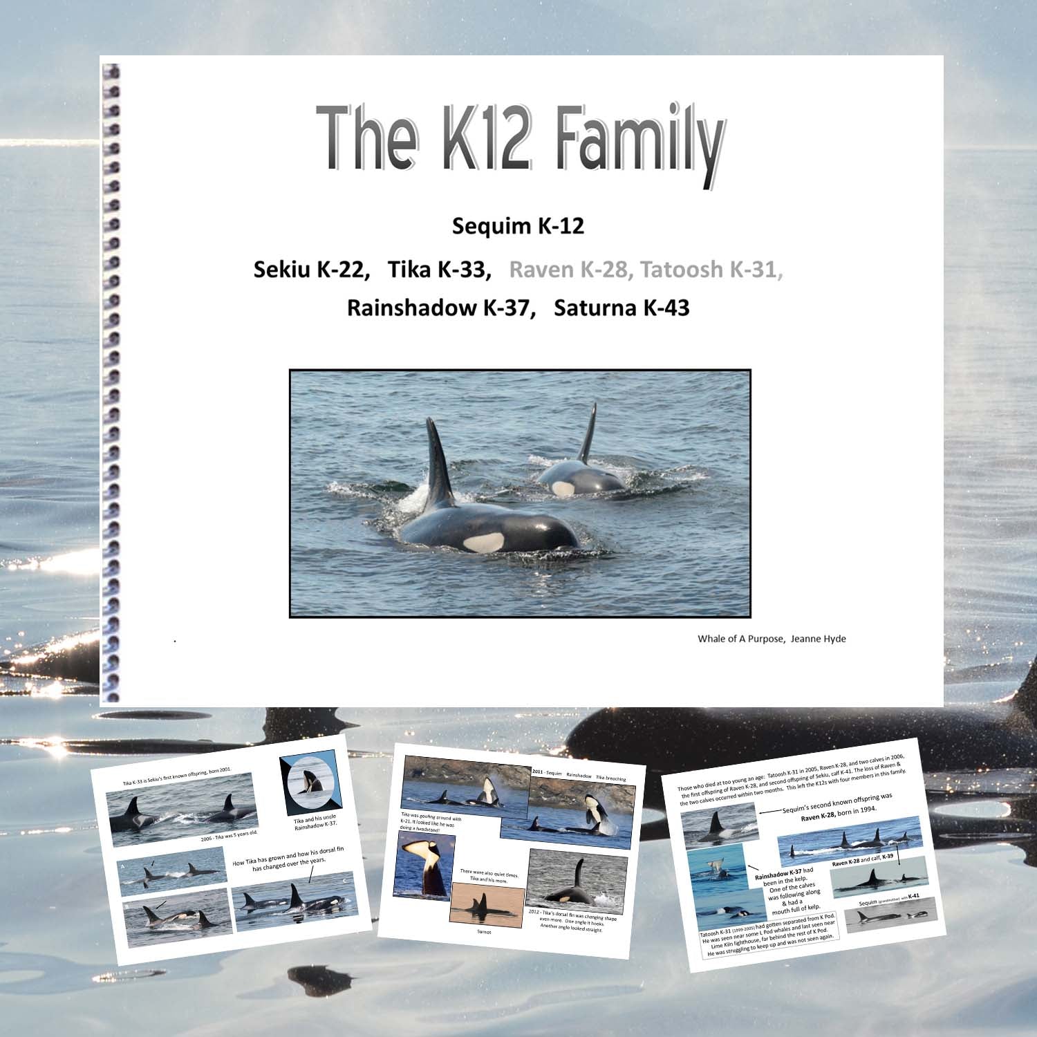 A Glimpse into the Lives of the K12 Family