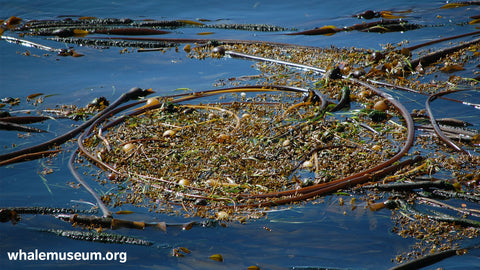 Kelp Background