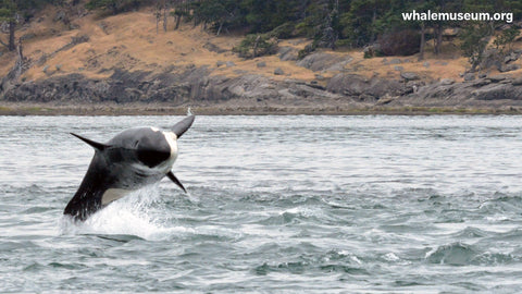 Orca Breaching Background
