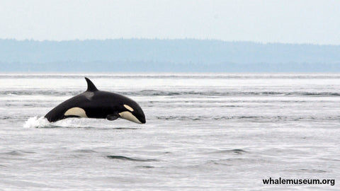 Breaching Orca Background