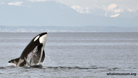 Orca Breach Background