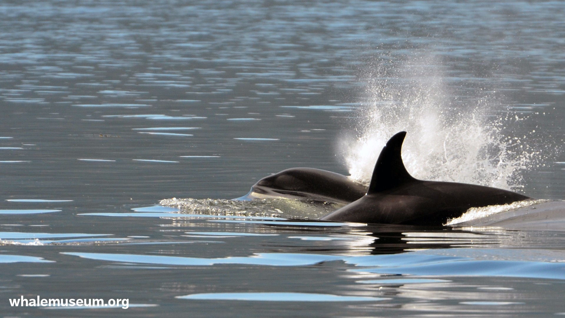 Orca Exhale Background