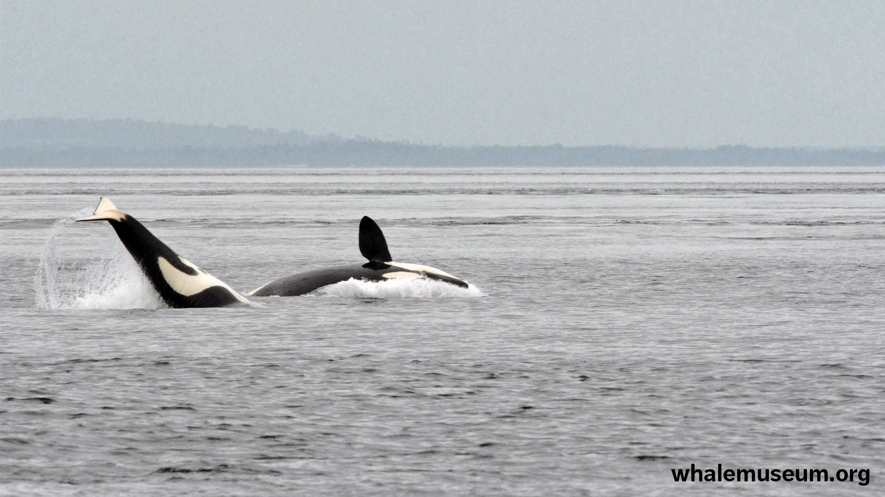 Frolicking Orcas Background