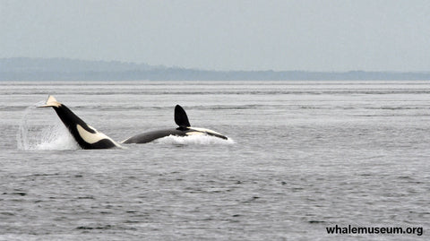 Frolicking Orcas Background