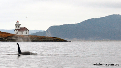 Orca Lighthouse Background