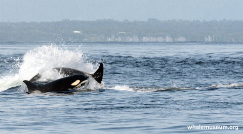 Orcas Traveling Background