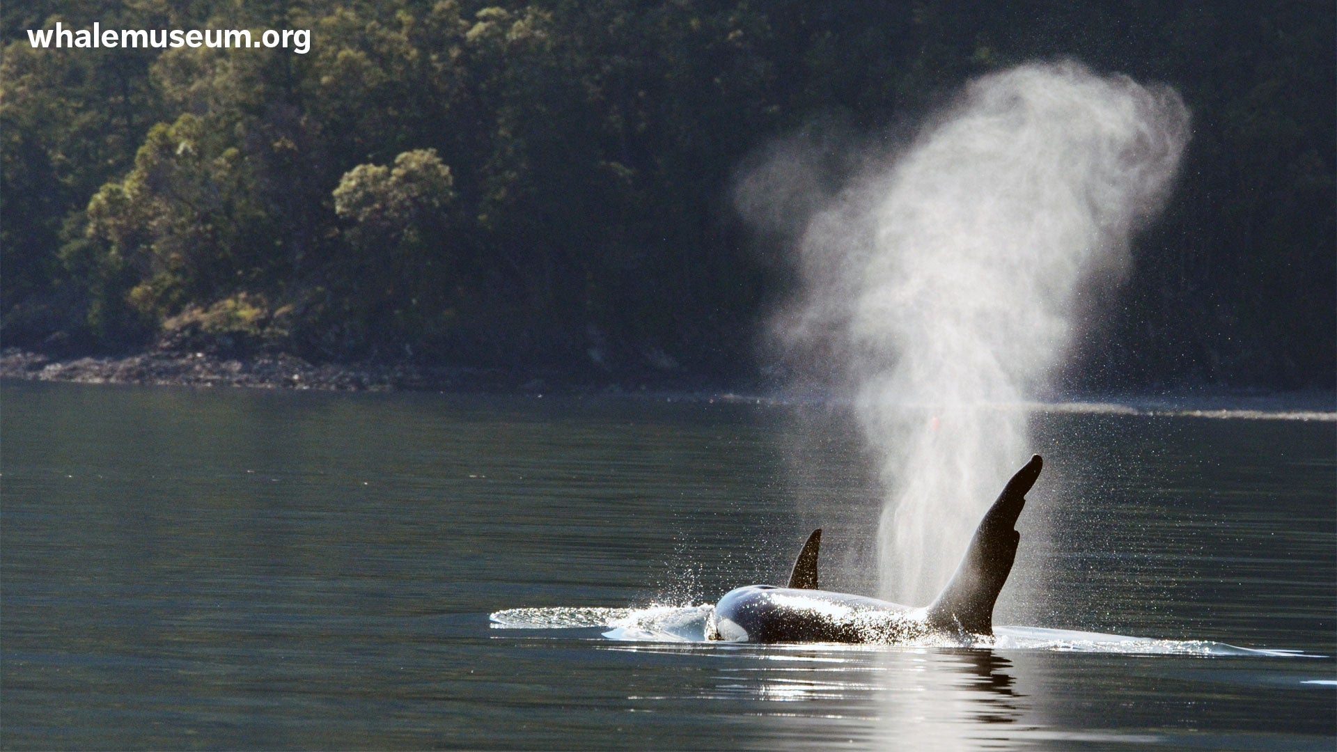 Orcas Exhale Background