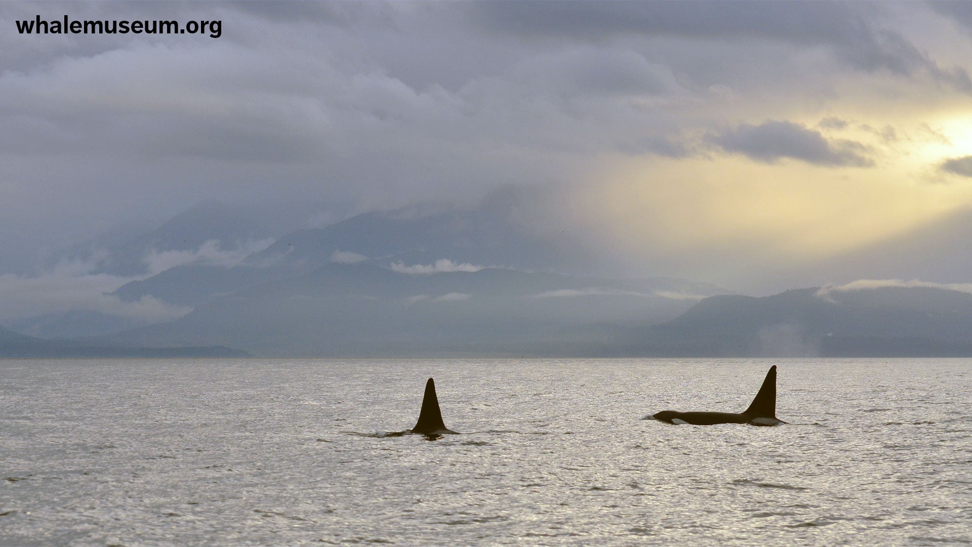 Orca Mountains Background