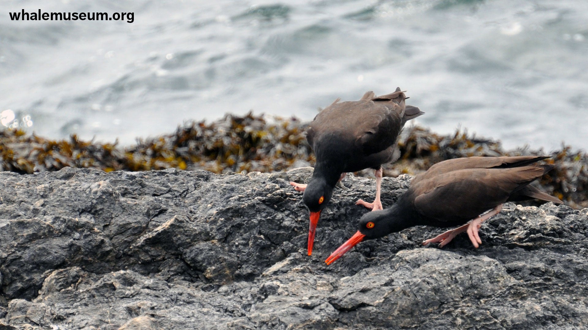 Oyster Catchers Background