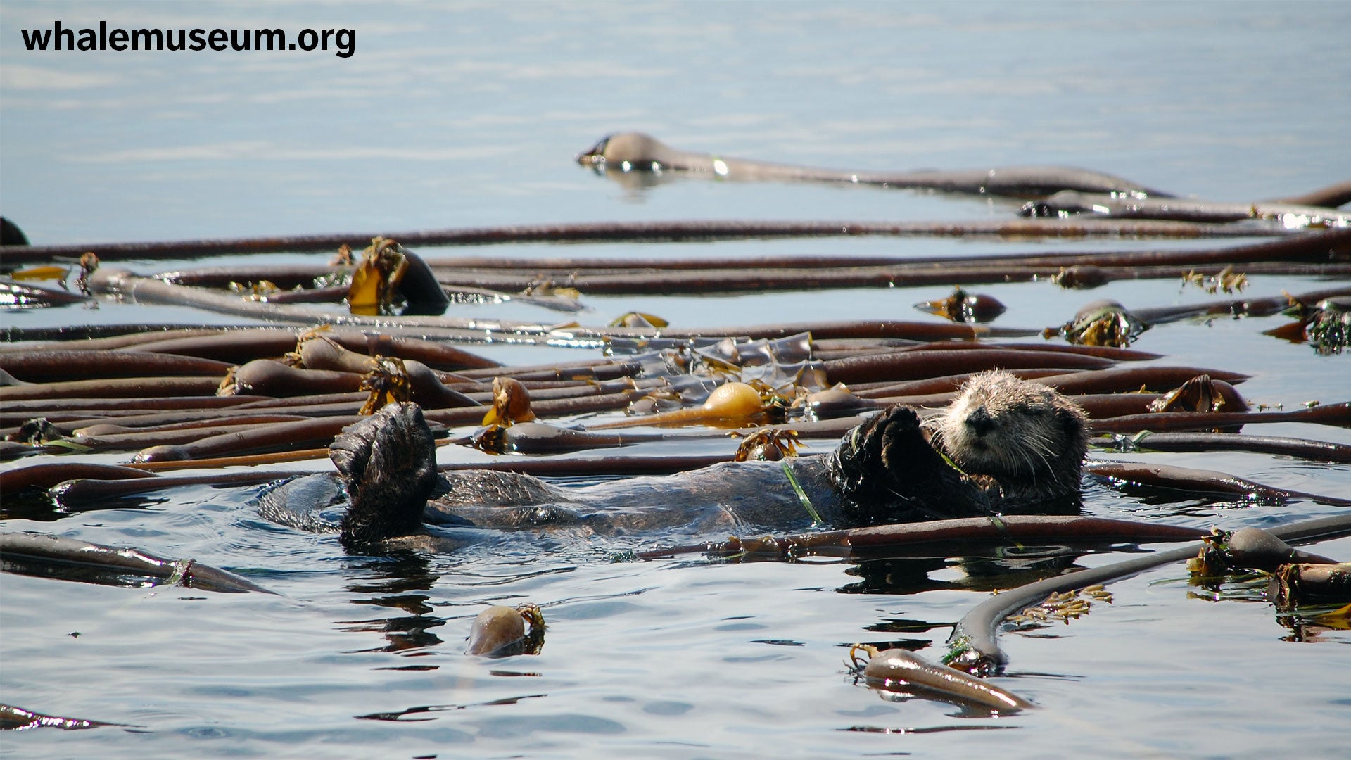 Sea Otter Background