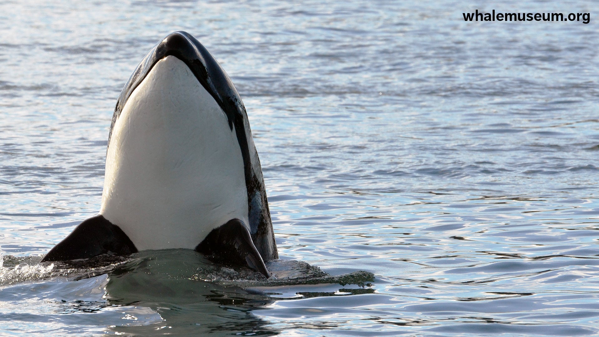 Orca Spy Hop Background