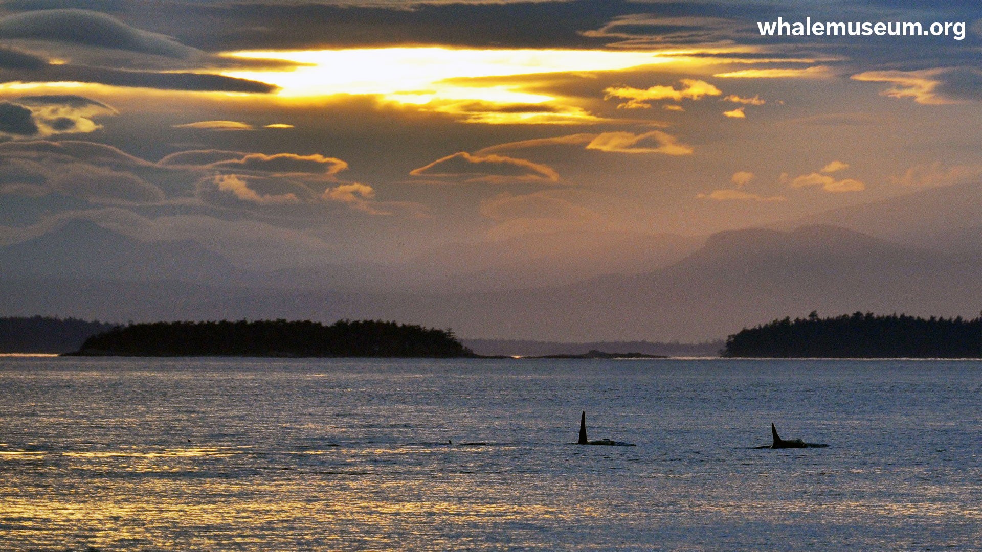 Orcas at Dusk Background