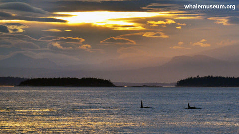 Orcas at Dusk Background