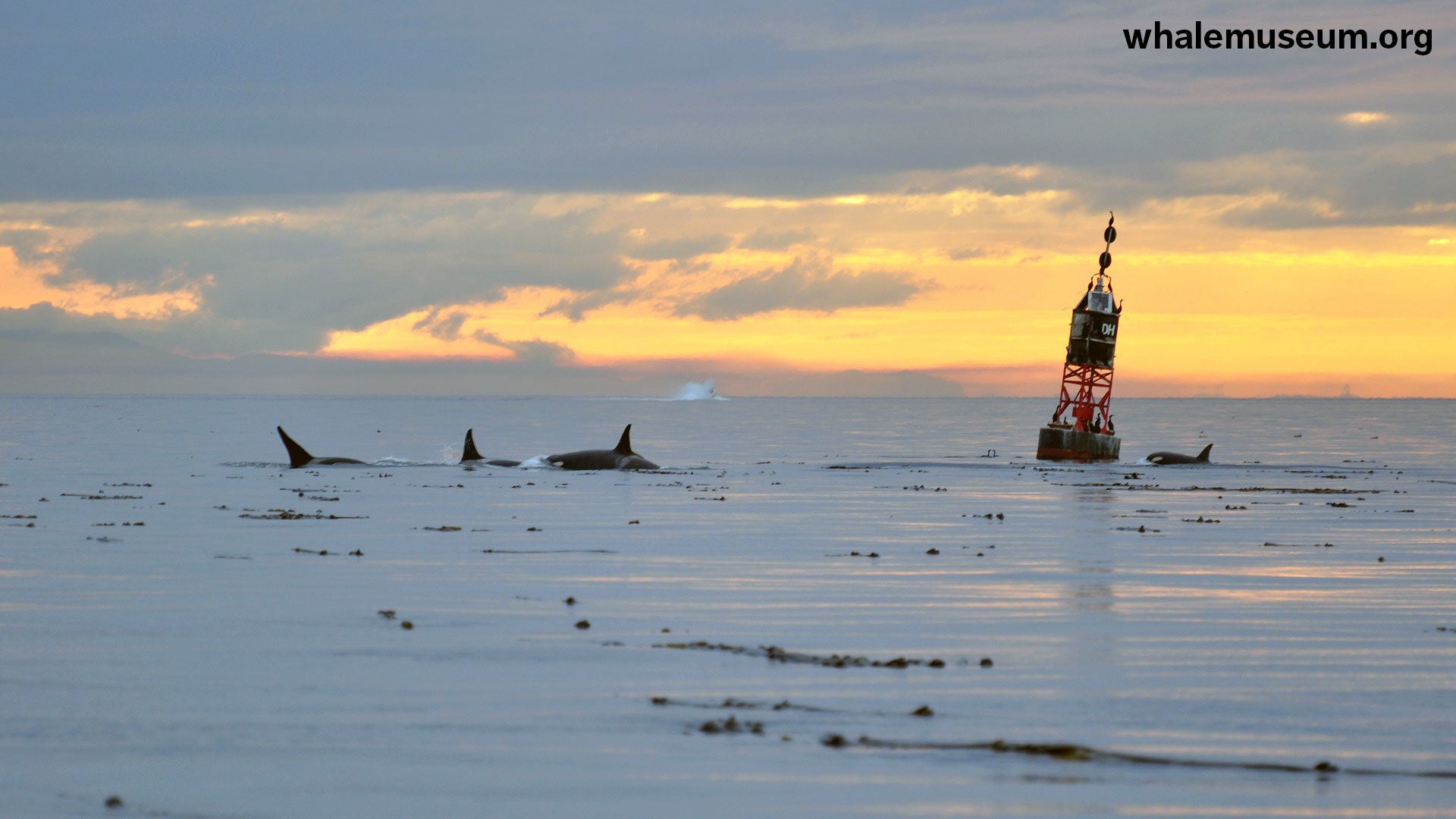 Orcas at Sunset Background