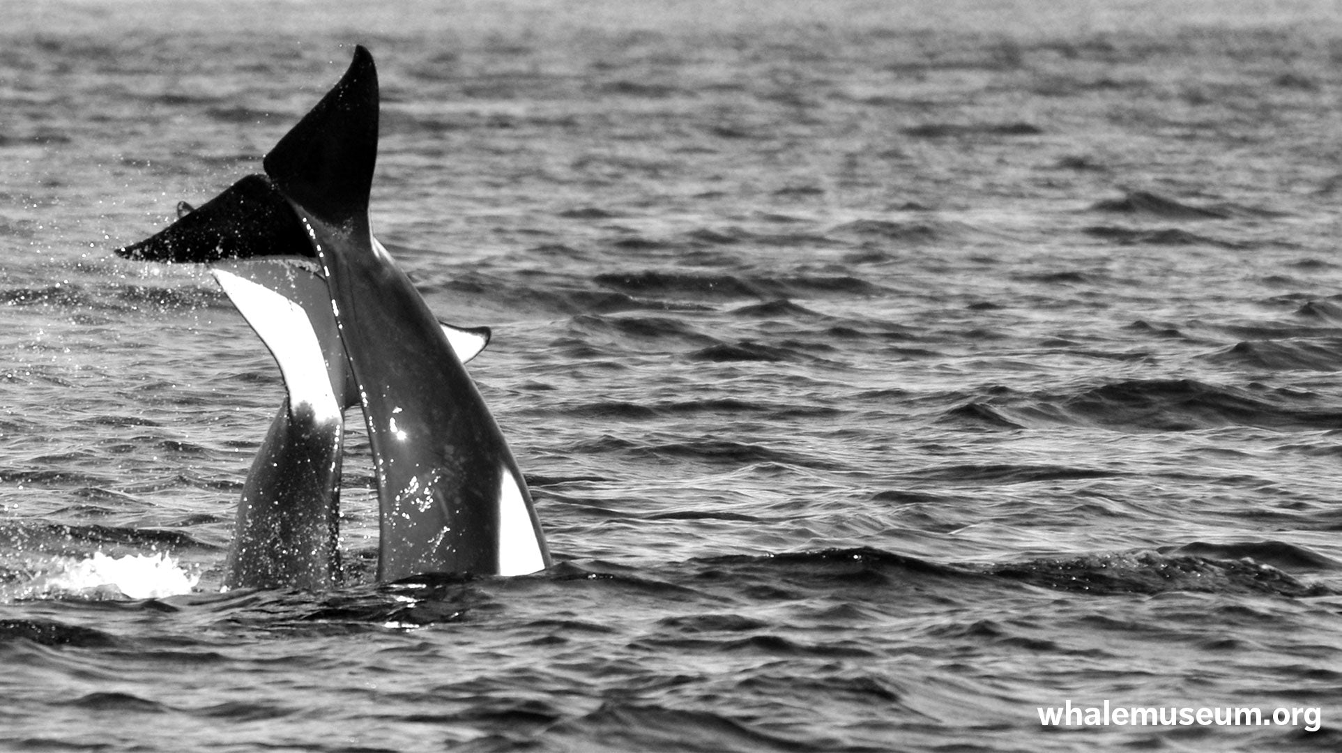 Tail Slap Background