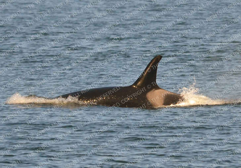 L-82 Kasatka