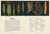 Botanicum