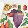 Botanicum