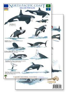 North Pacific Coast Killer Whale - laminated card