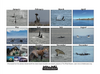 The Whale Museum 2025 Calendar: Scenes of The San Juan Islands