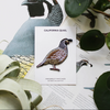 Bird Collective Patches