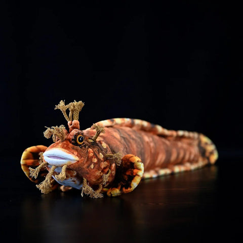 Japanese Warbonnet Fish