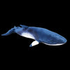 Minke Whale
