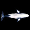 Minke Whale