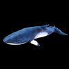 Minke Whale