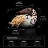 Nautilus