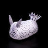 Sea Bunny Nudibranch