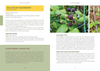 Pacific Harvest: A Northwest Coast Foraging Guide